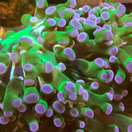 Purple Tip Frogspawn
