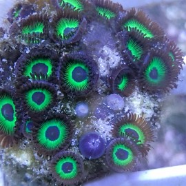 Mean Green Zoas