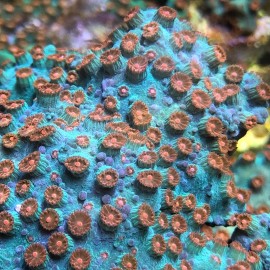 Tyree Occelina Cyphastrea