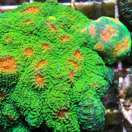 Tyree Mummy Eyes Chalice