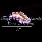 Berghia Nudibranch Medium 1/2