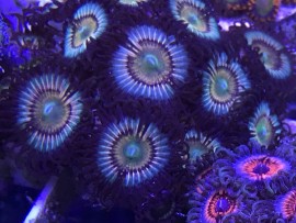 Citrus Cooler Zoas