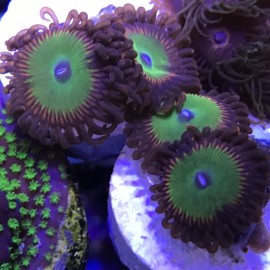 Candy Apple Red Zoanthids