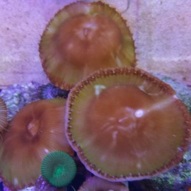 Giant Green Cinnamon Palys