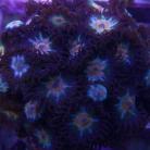 SBC Guava Pinwheel Zoas