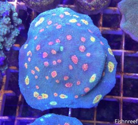 Tyree LE Miami Hurricane Chalice