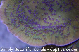 Tyree Flower Petal Montipora