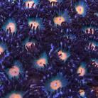 Reverse Gorilla Nipples