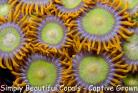 Japanese Deepwater Zoas
