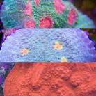 High-End Chalice Frag Pack 3 Corals