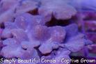 Pink Cabbage Coral 