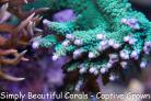 Teal with Blue Tip Acropora