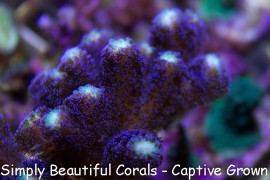 ORA Purple Stylophora