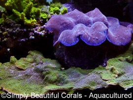 Montipora Aequituberculata