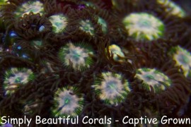 SBC Lemon Pinwheel Zoas