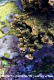 Purple Rim Spongodes