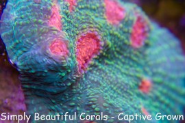 Tyree Bubble Gum Monster Chalice