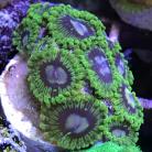 Electric Boogaloo Zoa