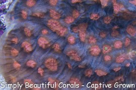 SBC Orange Creamsicle Chalice