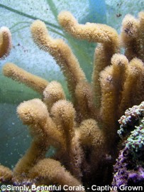 Gorgonian / Sea Rod (unidentified)