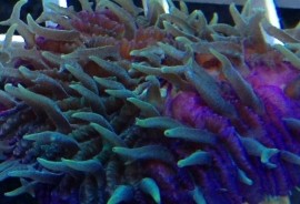 Green and Purple Fungia Plate Coral