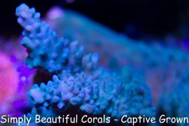 SBC Winter Sky Staghorn