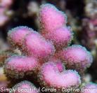 Steve Garrets Stylophora - Green Polyp Purple/Pink Base