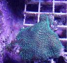 Lettuce / Cactus Coral