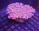 Pink Pocillopora